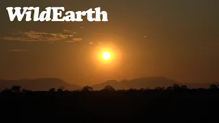 WildEarth - Sunrise  Safari - 16 April 2022