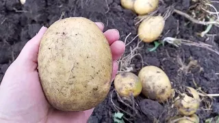 Сорт картофеля Великан. Вкусная, урожайная, без мелочи