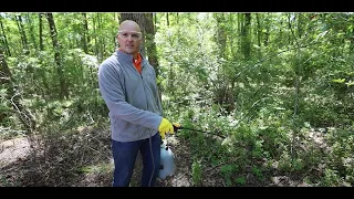 Privet: Identification, impact and management