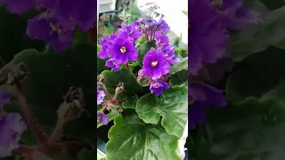 African violet..