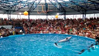 Дельфинарий, Сочи-парк. 2016г.
