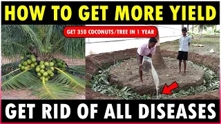 How to get more Yield from Coconut Tree | How to get rid of all Coconut Tree Diseases