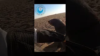 Baby Seal Grateful to be Rescued