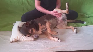 Hundemassage - DiY