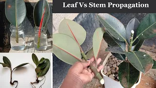 Rubber Plant Propagation And Branching Method That Works