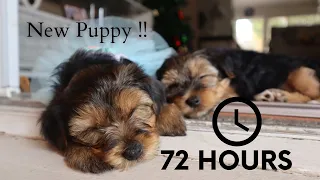 I GOT TWO NEW PUPPIES | FIRST 72 HOURS WITH YORKIES