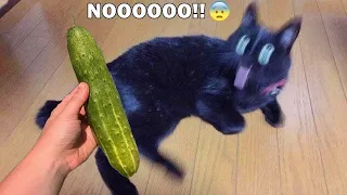 Cats vs Cucumbers Try Not To Laugh | Cats Scared of Cucumber Compilation