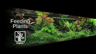 How to Feed your Aquarium Plants