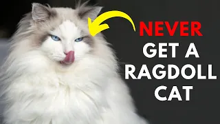 13 Reason Why You SHOULD NOT Own A Ragdoll Cat