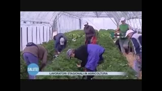 Lavoratori stagionali agricoltura