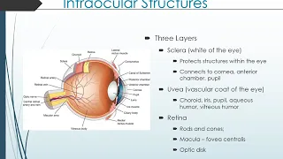 Intro to Sensory System