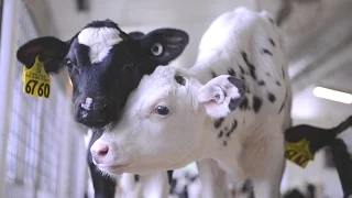 Where dairy calves grow up!