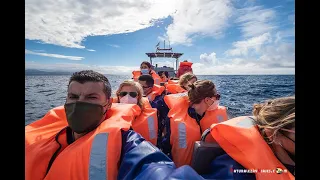 Avistamiento de ballenas y delfines en Islas Azores