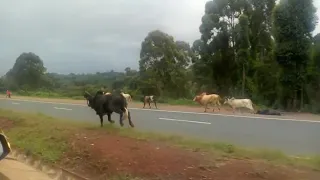 Cow hit by car. Animal accident