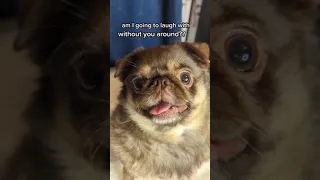 Send this to your Sister!🤣 please subscribe! #funny #shorts #dogs #funnydog #chillipug