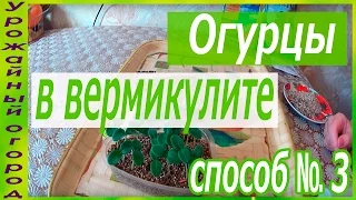 СЕЕМ ОГУРЦЫ В ВЕРМИКУЛИТ!!!ОТЛИЧНЫЙ СПОСОБ №3