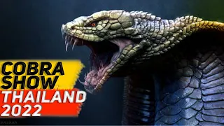 COBRA SHOW THAILAND | КОБРА ШОУ ТАЙЛАНД 2022 | УКРОТИТЕЛЬ ЗМЕЙ | ДРАКА КОБРЫ И МАНГУСТА