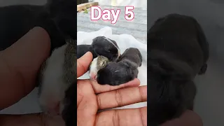 Rabbit growth day by day | Baby rabbits grow up #shorts #animals