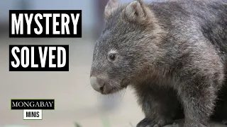 Mystery behind cubed wombat poop uncovered by scientists