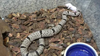 Feeding baby rattlesnakes (venomous)! kills baby mice!