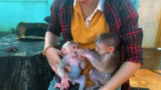 Summary of 120 days helping 2 baby monkeys lost in the forest. Harvesting and taking care of monkeys