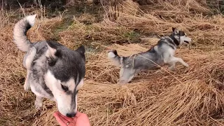 Собака Хаски убегает. Что делать? Решение