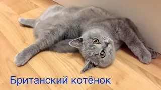 БРИТАНСКИЙ КОТЕНОК 4 месяца. ПОВЕДЕНИЕ британского котенка - как это было / British cat HARRY