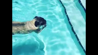 Pug swimming