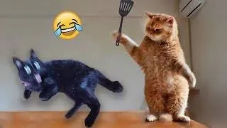 Funniest Animals 😄 New Funny Cats and Dogs Videos 2024 😹🐶 #57