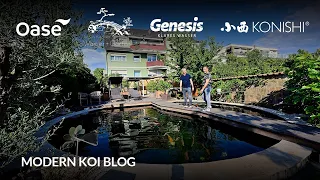 Modern Koi Blog #6159 - Olis 100.000 Liter Teich mit Algendrama