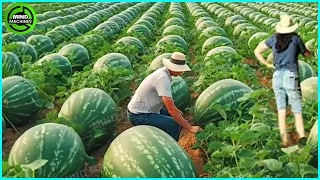 The Most Modern Agriculture Machines That Are At Another Level, How To Harvest Watermelons On Farm