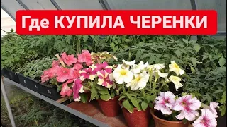 Где КУПИЛА укорененки  ВЕГЕТАТИВНОЙ ПЕТУНИИ, ГВОЗДИКИ продолжение