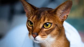Абиссинская кошка - описание породы