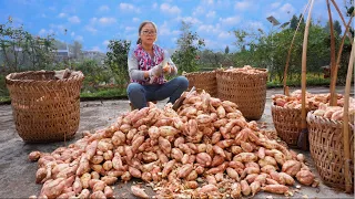 Harvest 1000KG sweet potatoes | 2000 year-old recipes for sweet potato feast