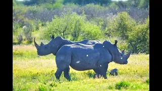 Animal Matters: Rangers. Rhinos. Redemption.