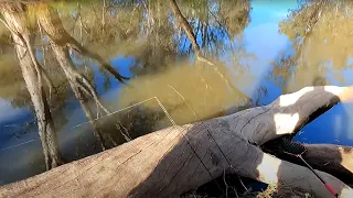 Bait fishing for Murray cod and yellowbelly (Golden perch, Callop) with cheese and worms