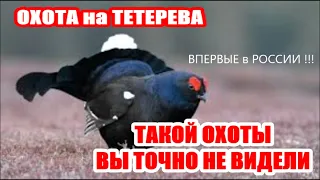 ОХОТА на ТЕТЕРЕВА 2023. ВЫ УДИВИТЕСЬ!