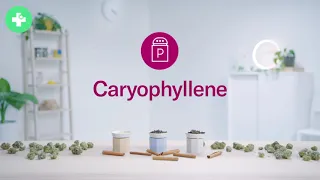 Кариофиллен (caryophyllene) - один из многих терпенов каннабиса. MedCannabis