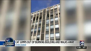 Cat jumps out of building in Chicago and walks away