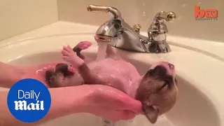 ADORABLE puppy relaxes as it enjoys bath time - Daily Mail