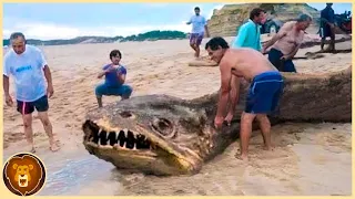 Die 17 Größten Meeresungeheuer, die am strand gefangen Wurden