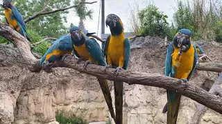 April 13 - Blue-Throated Macaws