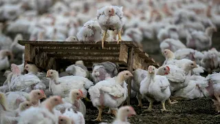 MABAHO AT MALANGAW BA ANG POULTRY FARM MO???  PANOORIN MO TO BAKA MAKATULONG SA NEGOSYO MO