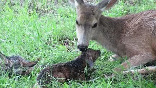 Baby fawn stands up for first time