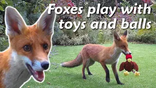 Foxes play with toys and balls