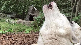 To be happy is to howl.