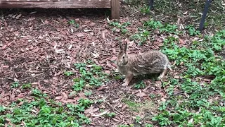 ЗАЯЦ🐰ВО ДВОРЕ НАШЕГО ДОМА В ЦЕНТРЕ ГОРОДА MONTRÉAL CUTE VISITOR RABBIT EASTERN COTTONTAIL