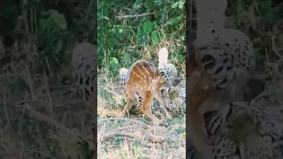 Leopard Kills the baby Deer, sad moment 2023😞 #animals #shorts #trending #2023 #youtubeshorts