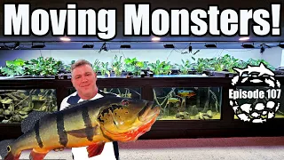 Moving Monster Fish into the 4500 Gallon Xingu River Aquarium & 3 Big DIY Projects Begin!