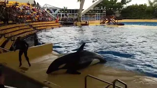 170309  Шоу косаток у Лоро парку  Orca show in Loro Parque